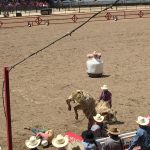The barrel man (clown) watches intently as bull and rider break out of the chute