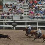 Team steer roping. The "header" ropes the head, the "heeler" ropes the heels